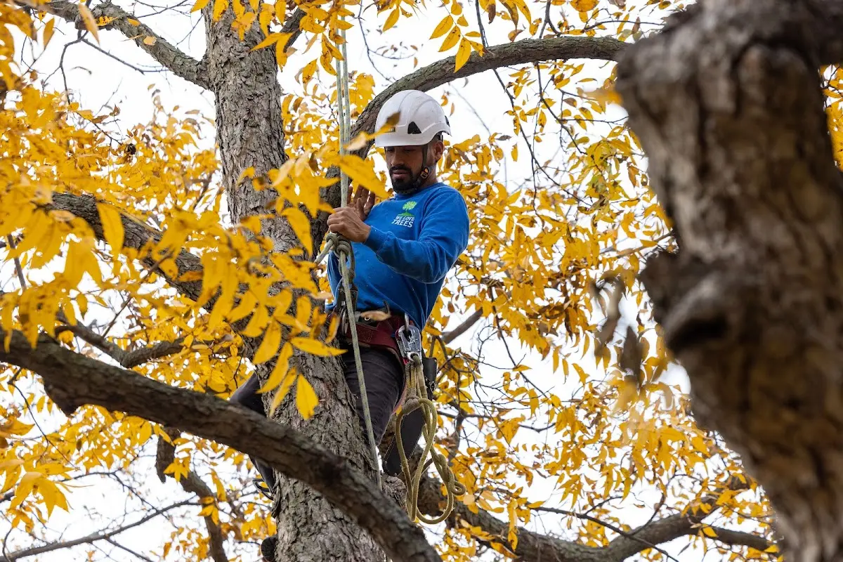 Skilled Tree Pruning crew working in West College Corner