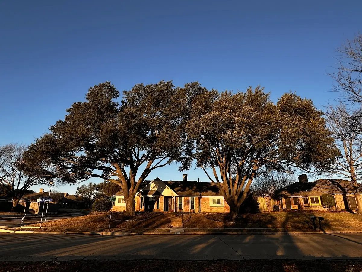 Established residential canopy tree shading a home in West College Corner